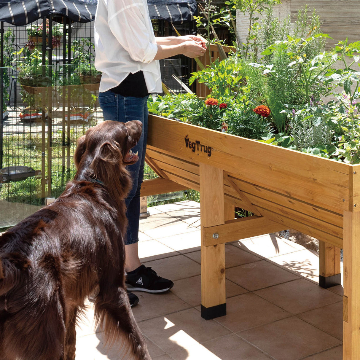 Voll bepflanztes 1,8 m VegTrug Hochbeet mit einer großen Auswahl an Gemüse und Kräutern auf der Terrasse