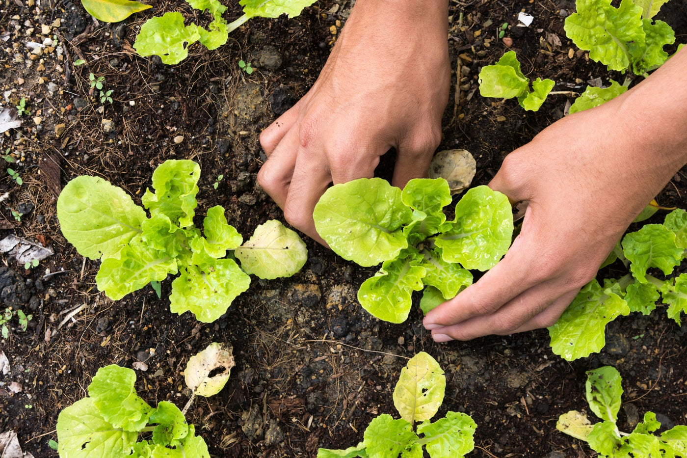 Hände beim Einsetzen einer jungen Salatpflanze in die frische Erde eines VegTrug Hochbeets