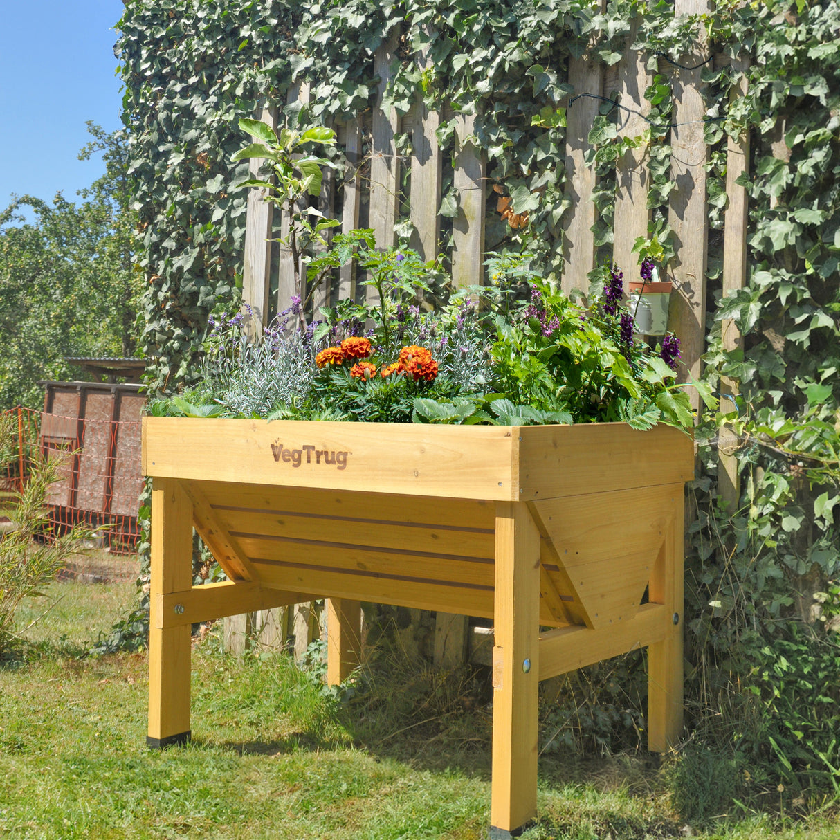 Kompaktes 1-Meter-VegTrug Hochbeet in einem Garten mit frischem Salat und Küchenkräutern