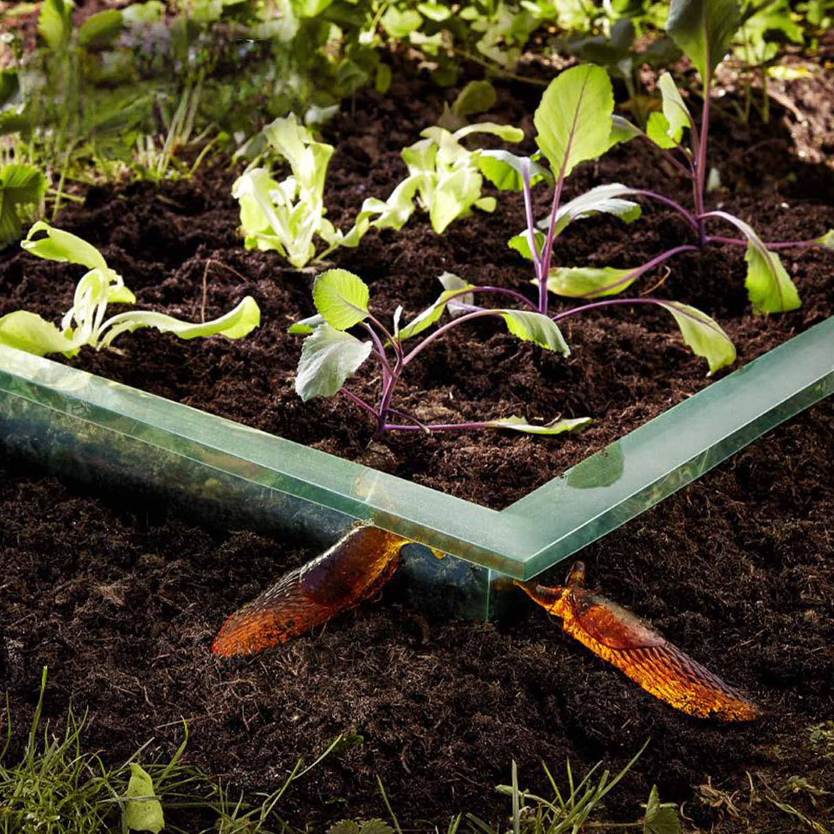Grüne Rolle der Premium Schneckenbarriere von NOOR aus Kunststoff zur ökologischen Schädlingsabwehr im Garten in Anwendung