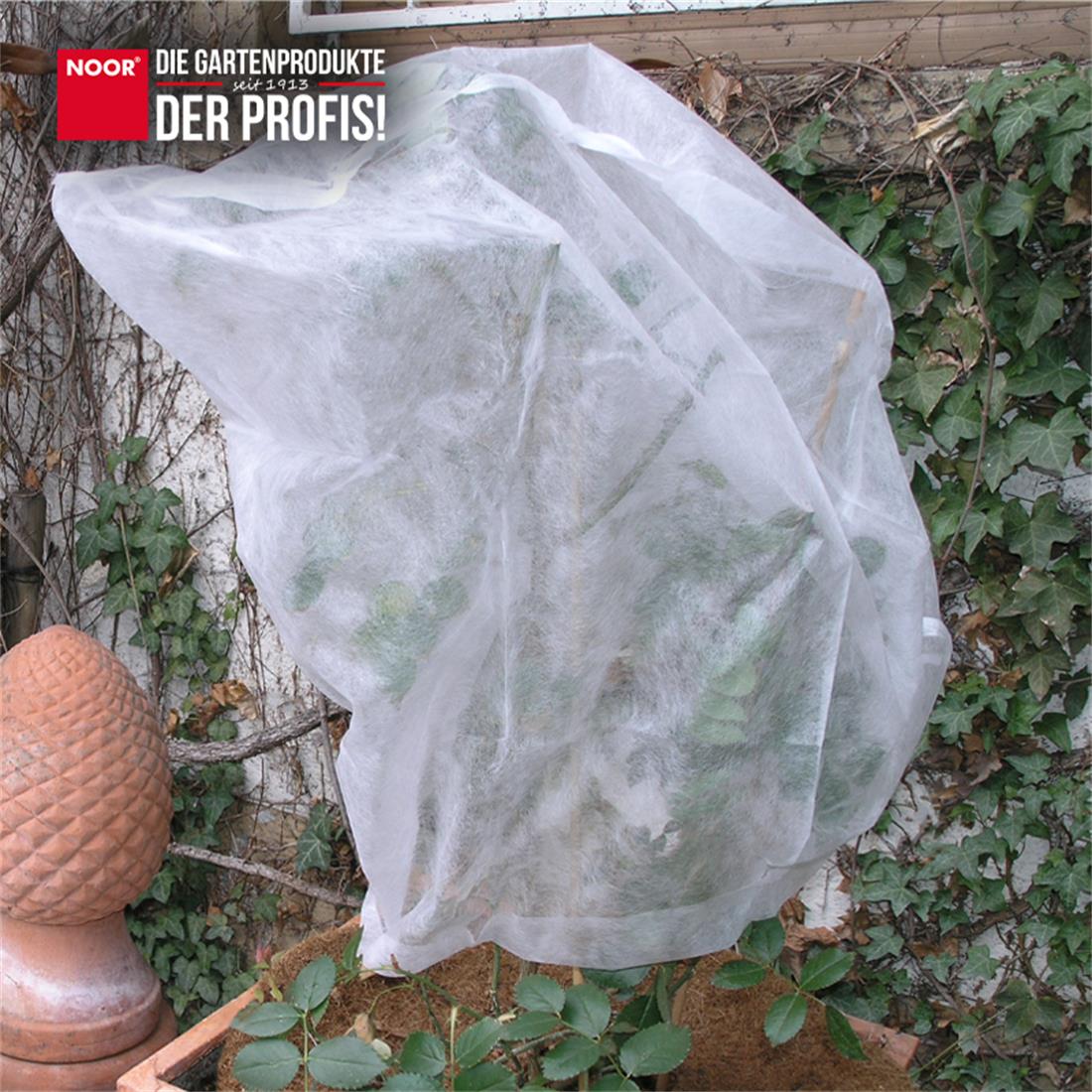 Über eine Rose gestülpte Schutzhaube zur Sicherung der Veredelungsstelle vor extremen Minustemperaturen