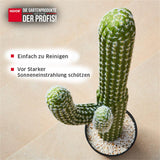 Kunstpflanze SAGUARO CACTUS Eigenschaften NOOR