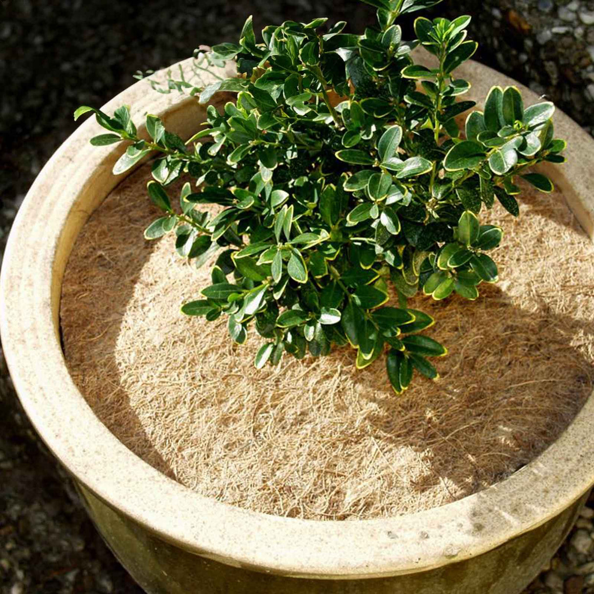 Runde Kokosscheibe von NOOR aus natürlichen Fasern zur Isolierung von Kübelpflanzen gegen Frost und Wind.