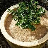 Runde Kokosscheibe von NOOR aus natürlichen Fasern zur Isolierung von Kübelpflanzen gegen Frost und Wind.