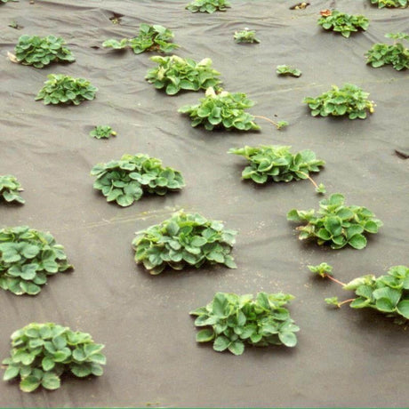 Schwarzes Unkrautvlies von NOOR mit Mulchfunktion, ausgelegt für den Schutz von Gartenbeeten und die Wurzelentwicklung.