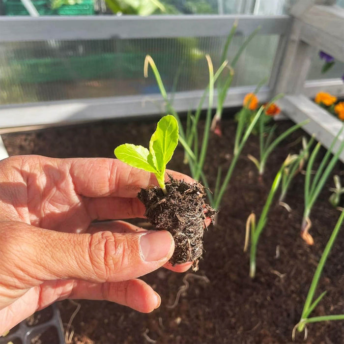 VegTrug Frühbeetaufsatz im Einsatz zum Schutz empfindlicher Setzlinge vor Frost und Kälte im zeitigen Frühjahr