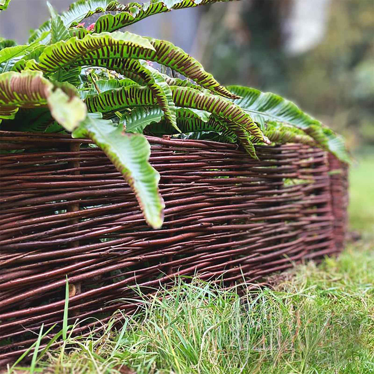 Weidensteckzaun von NOOR aus natürlichen Weidenstäben, 120 cm langes Flechtzaun-Element zur Beetbegrenzung im Garten.