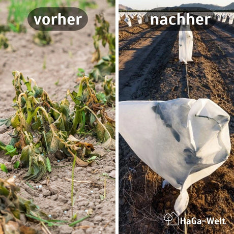 Frostschutzhaube 80g/m² Vergleich vorher nachher HaGa bei NOOR