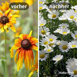 Bewässerungsvlies 500g/m² Vergleich Vorher Nachher HaGa-Welt bei NOOR