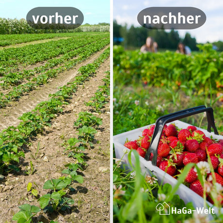 Erdbeermatte Vergleich Vorher Nachher HaGa-Welt bei NOOR