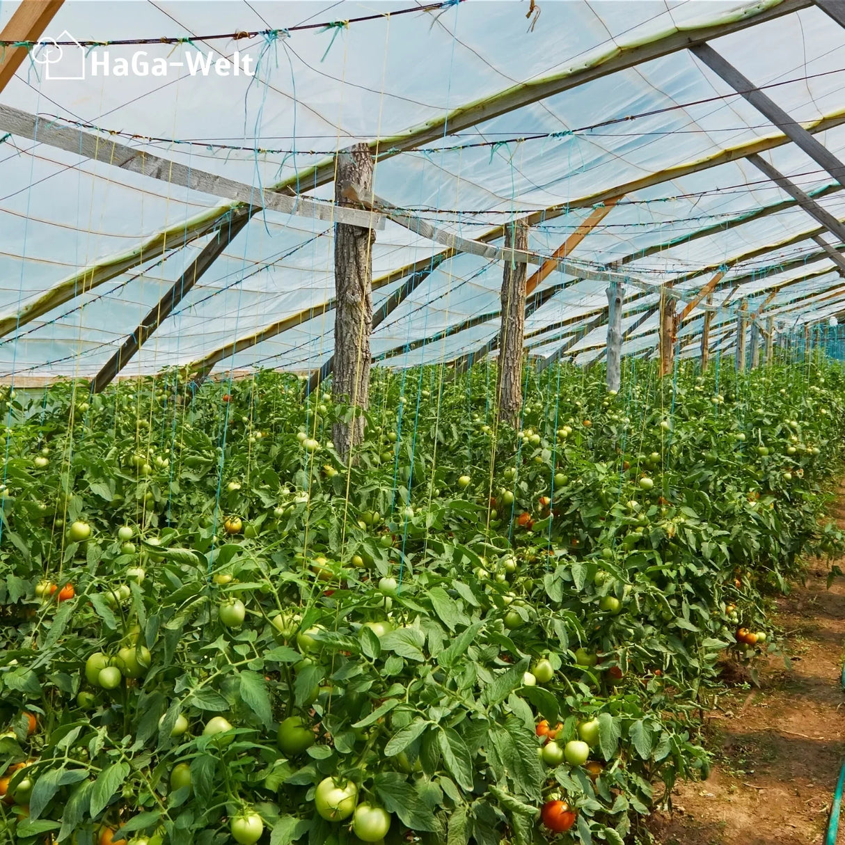 Gitterfolie Anwendung Gewächshaus Tomaten HaGa bei NOOR