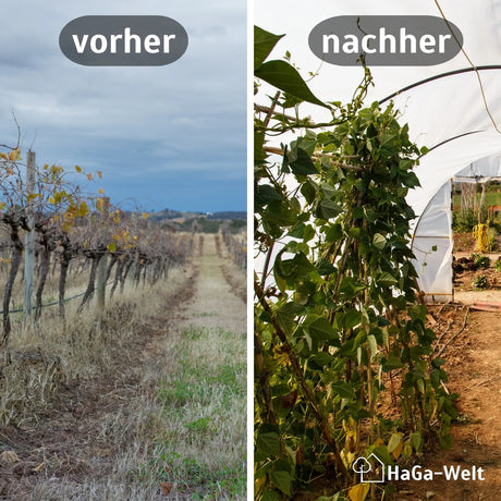 UV4 Gewächshausfolie Vergleich Vorher Nachher HaGa-Welt bei NOOR