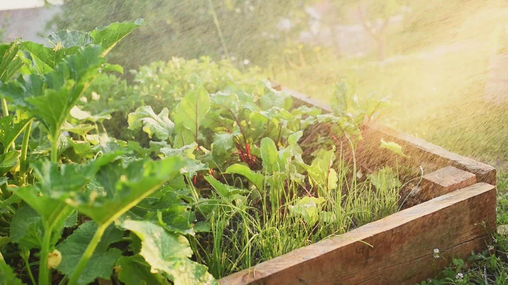 Bewässerung eines bepflanzten Hochbeets aus Holz mit Gemüse und Kräutern bei sonnigem Wetter im Garten